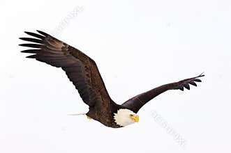 Bald Eagle flying