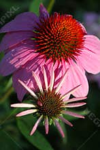 Beautifully Blossoming Purple Coneflowers - Echinacea purpurea