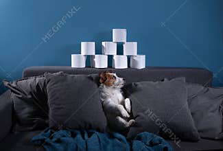 Dog with toilet paper. Jack Russell Terrier is surprised. Panic, virus, pandemic