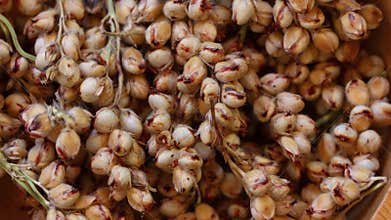 Close up sorghum rotation