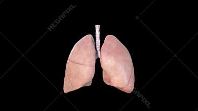 Lungs Anatomy, Human Respiratory System, pneumonia, coronavirus, covid-19,cancer, Autopsy medical concept. Cancer and smoking