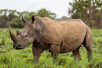 White rhinoceros Ceratotherium simum