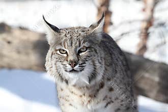 Bobcat (Lynx rufus)
