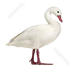 Waterfowl syanding, isolated