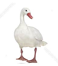 Waterfowl syanding, isolated