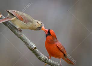 Northern Cardinal pair, male feeding female mate in spring