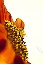 Pollen Bee Flower