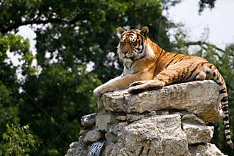 Tiger on the rock