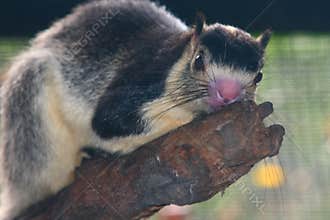 Sri Lankan Giant Squirrel