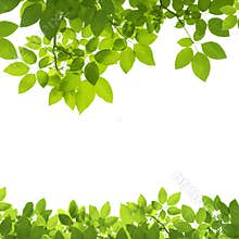 Green Leaves Border on white