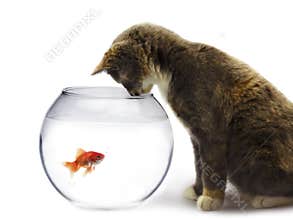 Cat and a gold fish