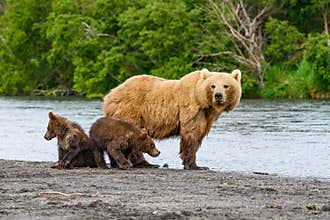 Ruling the landscape, brown bears of Kamchatka