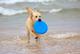 Dog playing with frisbee
