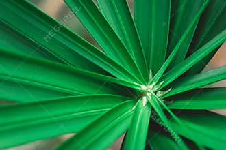 Close up umbrella plant, Papyrus, Cyperus alternifolius L