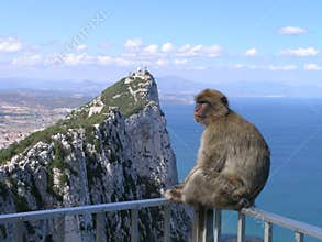 Monkey at the Rock of Gibraltar