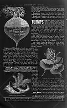 Vintage Garden Vegetable Turnips Magazine Advertising as Wall Art