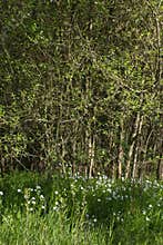 Wildflowers of Adderstmeat and woods for biodiversity, beautiful harmony outdoors