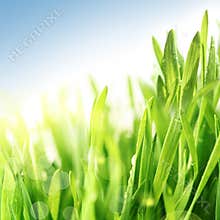 Fresh spring grass