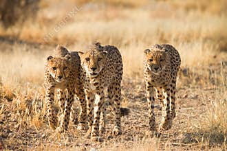 Cheetahs