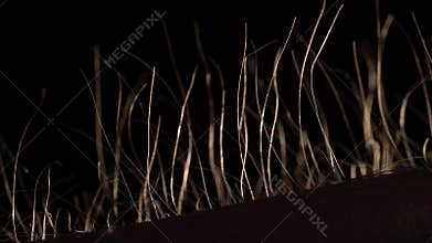 Silhouette Arms Hairs Standing Up, Macro