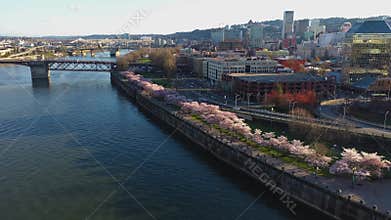 Aerial approaching cherry blossoms at the waterfront in Portland Oregon
