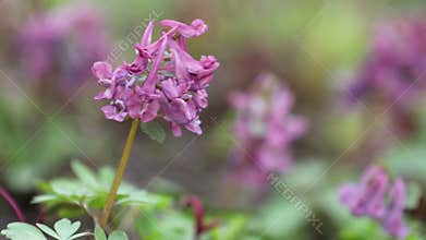 Violet blooming corydalis in light breeze. Dolly shot