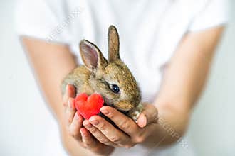A small rabbit and a heart in human hands. The concept of love , protection and conservation of animals. Rabbit close-