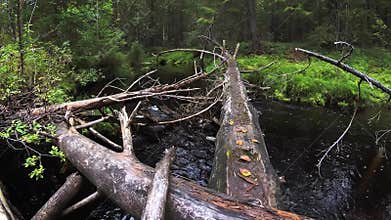 Fast forest stream deep in the taiga