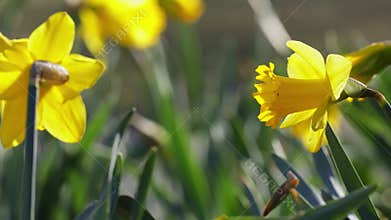 Spring blossom of yellow daffodils