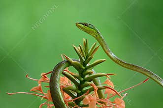 Full body shot of a Green Vine Snake