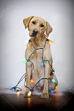 Dog and Christmas lights