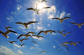 Gliding flock of Seagulls and Sunlight.