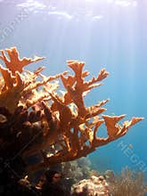 Elk horn coral reef scene