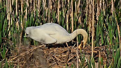 Mute swan (Cygnus olor)