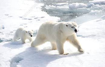 Mother polar bear and cub