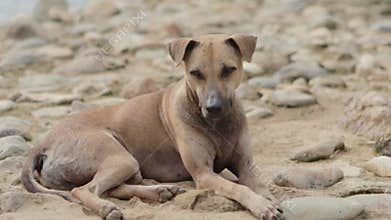 Domestic street dog lying with relax on ground