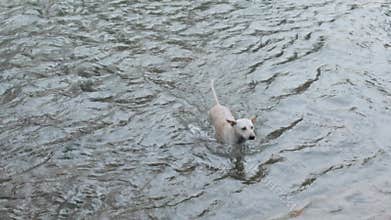 Domestic street dog swimming crossing creek