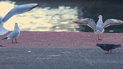 Seagull Birds on Concrete Floor Near Water Canal