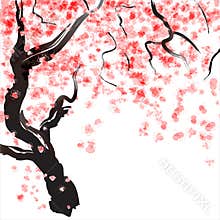 Cherry tree blossom