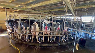 Cow Milking Facility in Queensland Australia