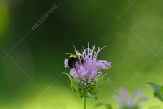 Bergamot blossom with Bumblebee and Glowing Green Background II- Monarda