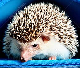African pygmy hedgehog