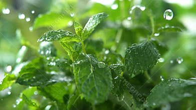 Mint Herb Watered with Rain in Macro and Slow Motion 1000fps