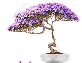 Bonsai tree side view
