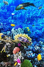 Coral and fish in the Red Sea. Egypt, Africa.