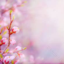 Art Beautiful spring blossoming tree on sky background