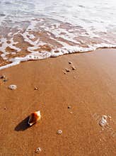 Sea shell on sunny beach