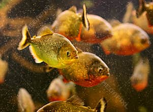 Red piranha swimming underwater