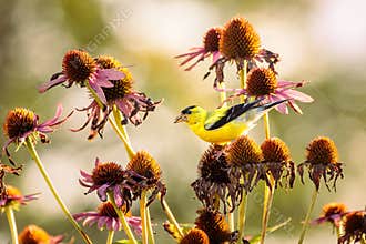 American Goldfinch Having an Evening Snack in the Garden