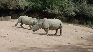 African animal rhinoceros